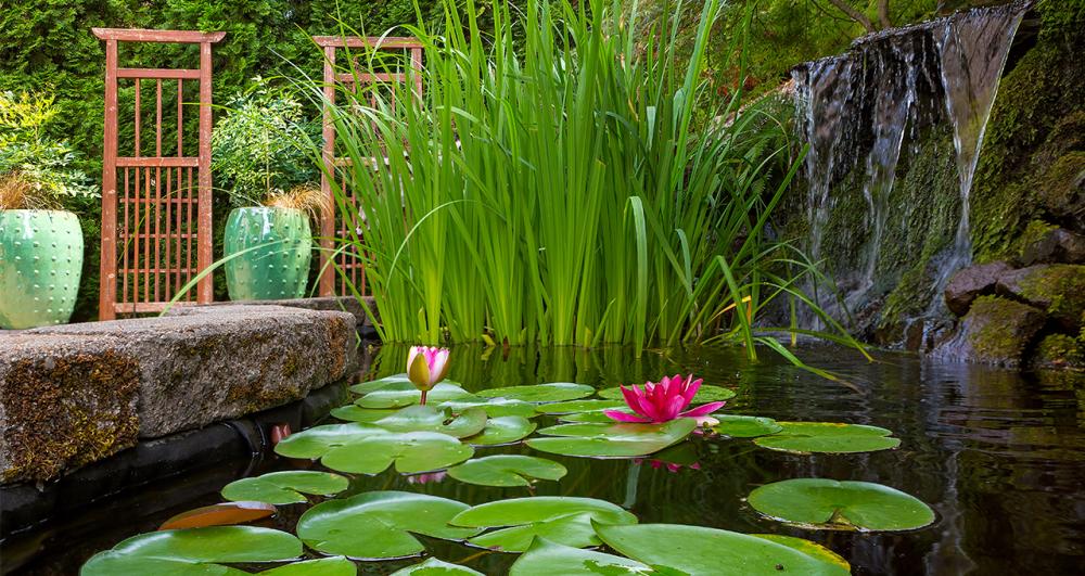 a lily pond and water feature in a private garden