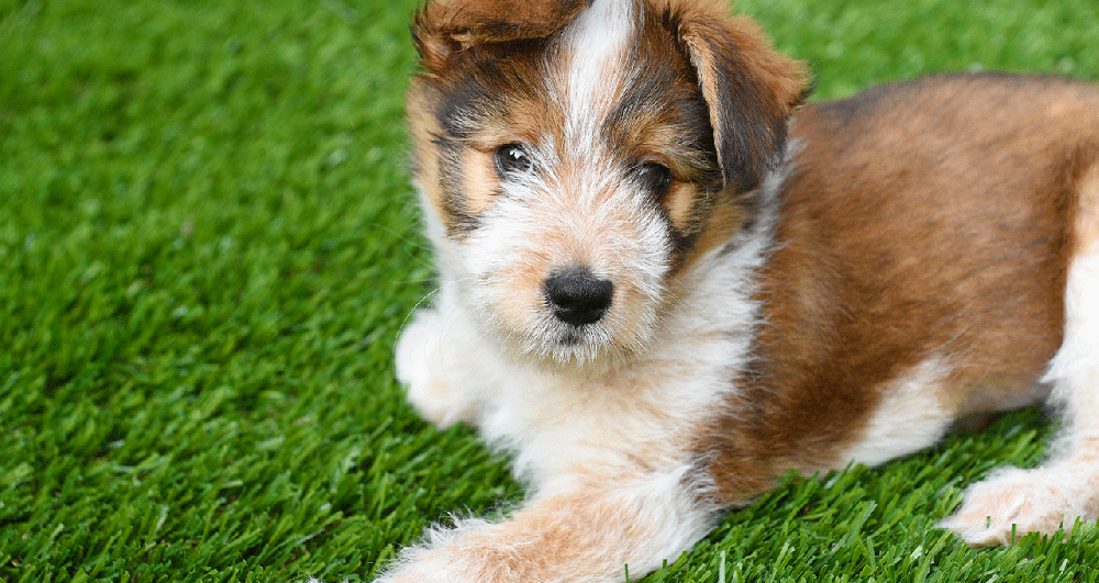 A puppy laying on an installed artificial lawn.