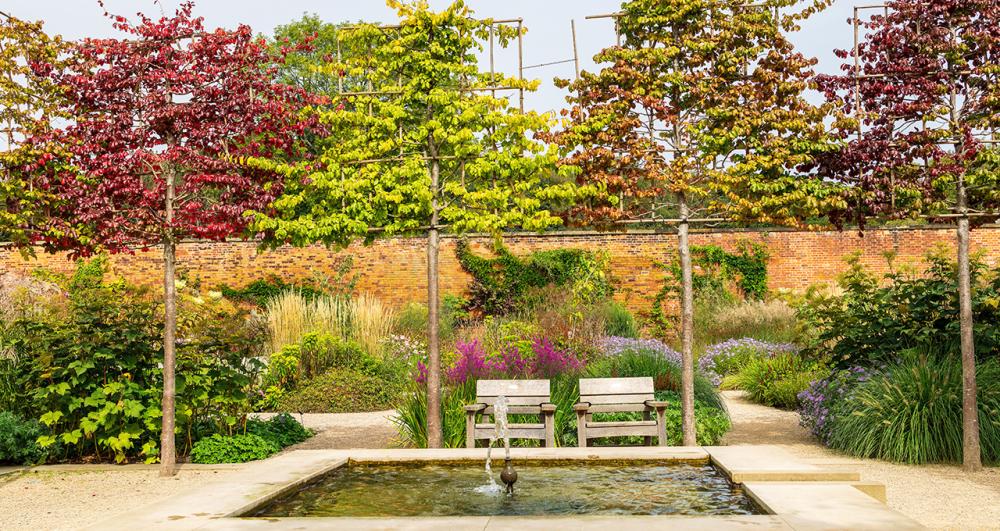 pleached trees growing in front of a water fountain in a beautifully landscaped nursery