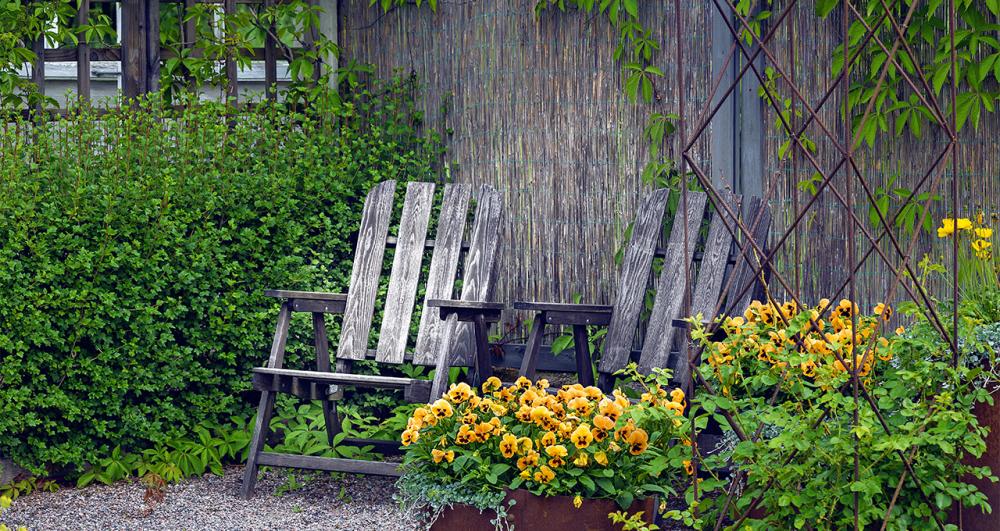two rustic wooden chairs and plant pots by a hedge art the base of a trellis