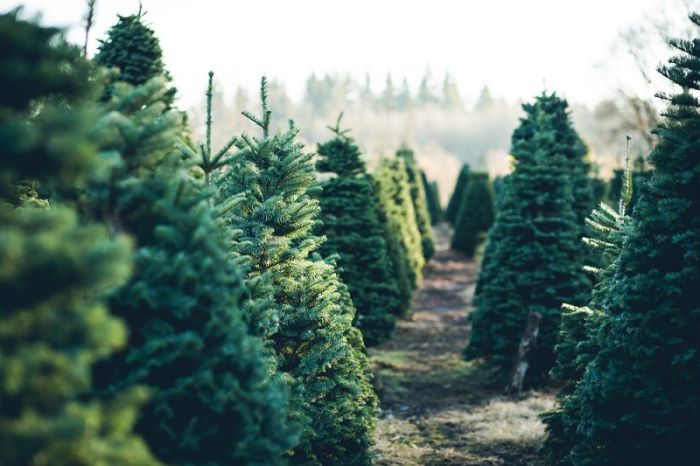 Christmas Trees Christmas Trees