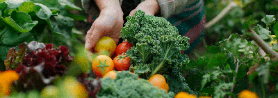 Designing a Potager Garden for Beginners: 6 Simple Steps to Get You Growing 