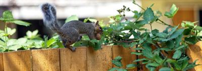 Fence posts: should I choose timber, concrete or galvanised steel?