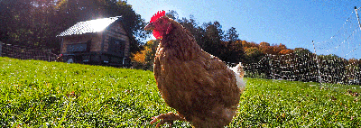 5 chicken fence ideas: materials to keep your chicken run safe and looking sensational