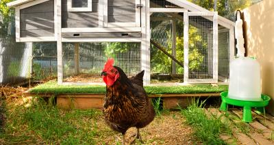 How to keep chickens in the garden: A beginner’s guide to raising poultry at home