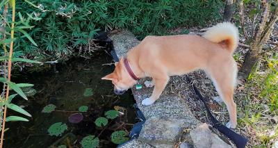 Dog Proofing The Garden: Practical Advice For A Secure Outdoor Space