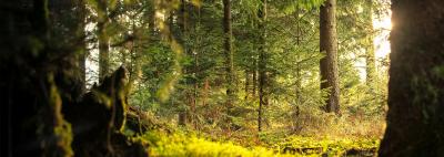Why is timber in short supply?