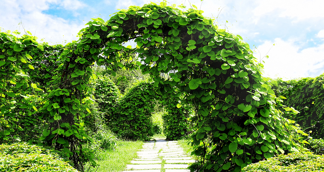 living garden archway ideas