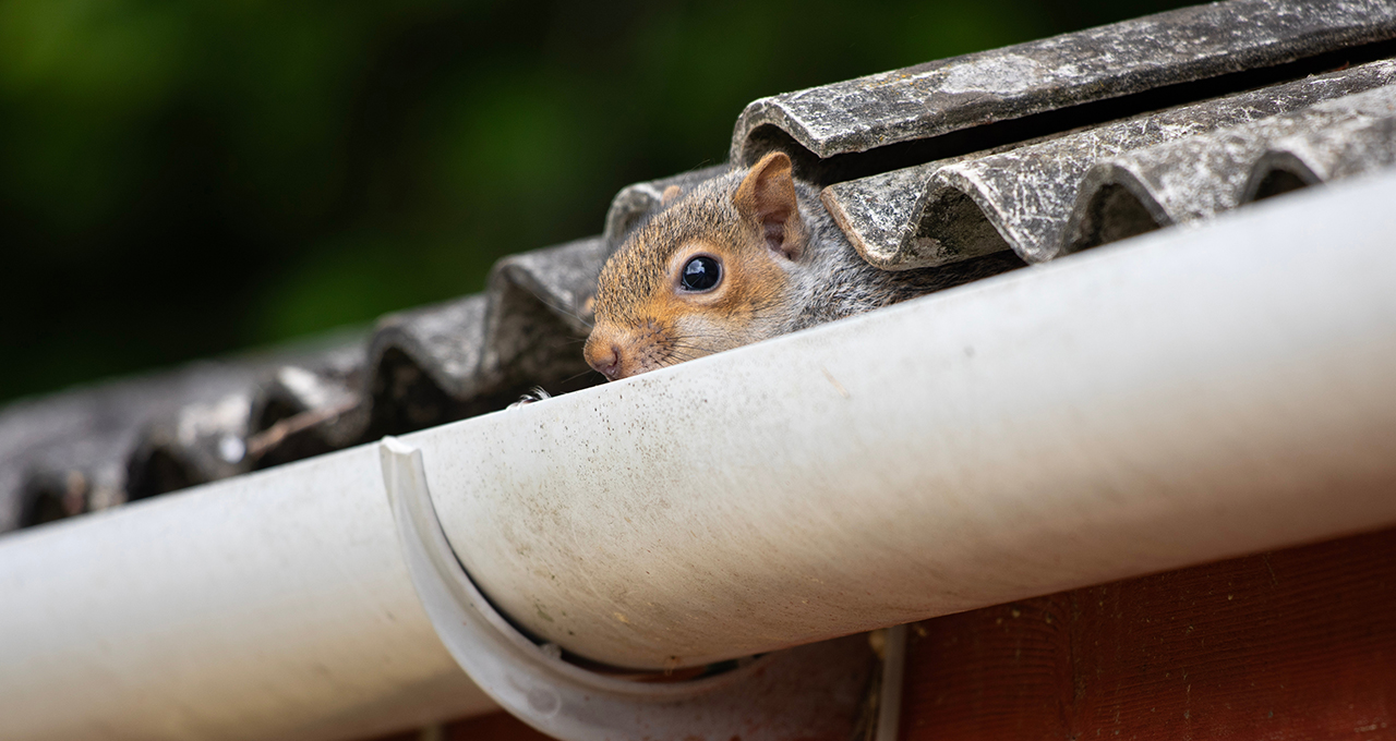 a squirrel head popping out of a shed with a corrugated roof 