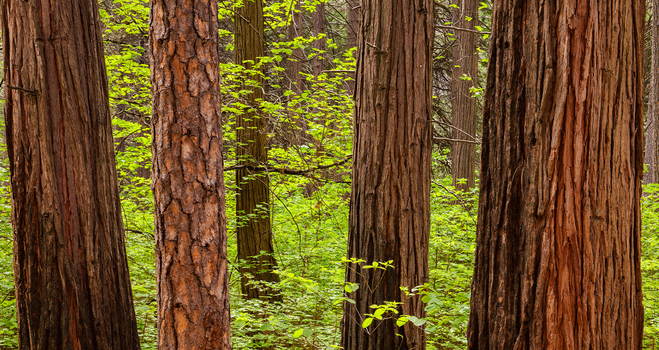 A closeup of the trunks of pine and cedar trees as examples of softwood.